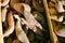 Close up of sweet potatoes on market stand