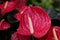 Close up a sweet red Flamingo flower or Pigtail Anthurium , Pigtail flamingo flower blossom