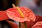 Close up a sweet red Flamingo flower or Pigtail Anthurium , Pigtail flamingo flower blossom in an indoor garden