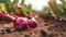 A close up of sweet red turnip plant in plantation