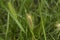 close-up: sweet vernal-grass in the lane