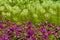 Close up of sweet william flowers in a flowerbed