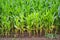 Close-up of sweetcorn growing in English field.