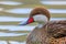 Close-up swimming bahama pintail anas bahamensis