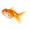 Close up of swimming goldfish