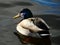 Close-up swimming male duck