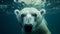 Close-up of a swimming polar bear underwater looking at the camera