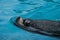 Close up of a swimming sea lion