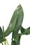 Close up of sword shaped leaf of tropical `Philodedndron Hastatum Silver Sword` houseplant on white background