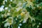 Close-up of Sycamore fruit in green leaves.