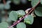 Close up of Symphoricarpos × chenaultii plant also known as chenault coralberry