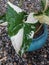 Close up of a syngonium variegated plant leaf