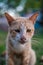 Close up of tabby cat with beautiful bokeh