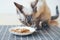 Close-up of a tabby cat eating canned cat food from white ceramic plate placed on the floor.