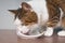 Close-up of a tabby cat eating from a pet food dish.