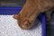 Close up of a tabby cat going into a blue litter box.