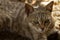 Close up tabby cat portrait