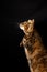 Close-up of tabby cat raising one paw, on black background, in portrait