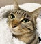Close-up of Tabby gazing gracefully, blanketed, cold weather, on a pillow, looking around