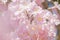 Close up of Tabebuia rosea pink trumpet tree