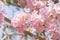 Close up of Tabebuia rosea pink trumpet tree