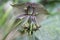 Close up of Tacca chantrieri Andre, the black bat flower