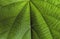Close up of Tahongai, guest tree Kleinhovia hospita, known as Timoho Java, Indonesia green leaves
