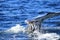 Close up of tail of Deep diving Hump Back Whale Australia