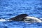 Close up of tail of Deep diving Hump Back Whale Australia