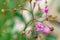 Close up, Talinum fruticosum Nela with pink colour