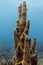 Close-up of a tall cluster of stove pipe tube sponges growing upright on the coral reef