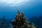 Close-up of a tall cluster of stove pipe tube sponges growing upright on the coral reef off the coast of Honduras