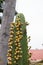 Close up of a tall decorative ornamental green succulent blooming with yellow ball flowers in summertime