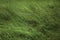 Close-up of tall green bushes on sunny day