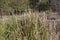 Close-Up Of Tall Swamp Grass