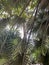 Close up of tall, swaying palm trees and sky, Tenerife, Canary Islands