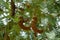 Close up tamarind fruit in the tamarind plantation 2