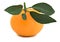 Close up of tangerine