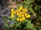 Close up of Tansy flower, Tanacetum vulgare which grows in Lava ash on Mt Etna