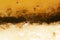 Close-up tapinoma sessile, odorous house ant, sugar ant, stink ant eat avocado