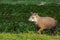 Close-up of a Tapir, Pantanal Wetlands, Mato Grosso, Brazil