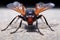 close-up of tarantula hawk wasp wings spread