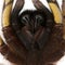 Close-up of Tarantula spider, Poecilotheria Fasciata