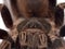 Close up on tarantulas eyes