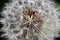 Close up of Taraxacum Dandelion seed head