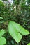 close up of Taro (Colocasia esculenta) or Coco Yam