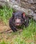 Close up of a Tasmanian Devil cleaning paws