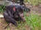 Close up of a Tasmanian Devil cleaning paws