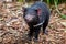 Close up of a Tasmanian Devil on ground