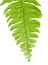 Close Up of Tassle Ferns on White Background